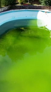acqua piscina verde