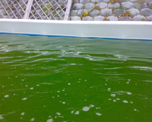 Piscina acqua verde