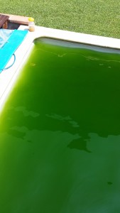 Foto piscia con acqua verde