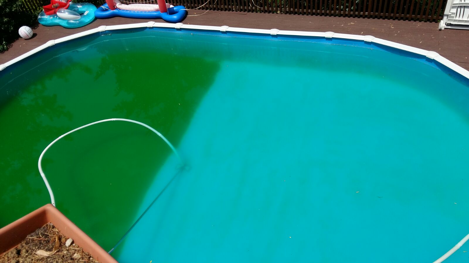 piscina e alghe